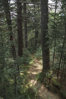 Moxie Mountain Trail