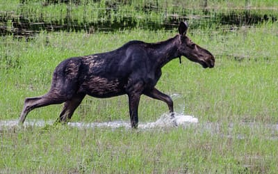 How To Spot A Moose In Maine