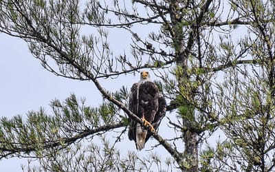 Bald Eagles in the Kennebec Valley, Maine